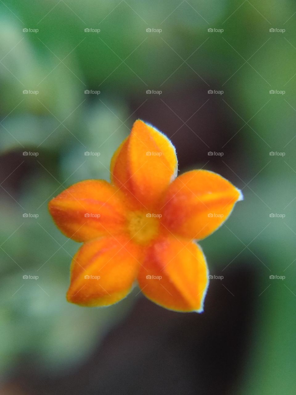 orange star flower, this very small flower was taken using a macro lens on January 10, 2022