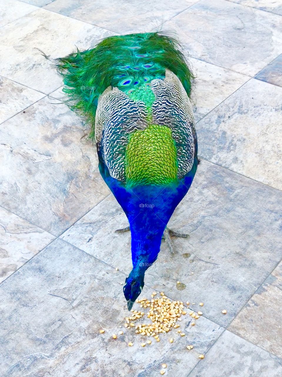Peacock 🤗