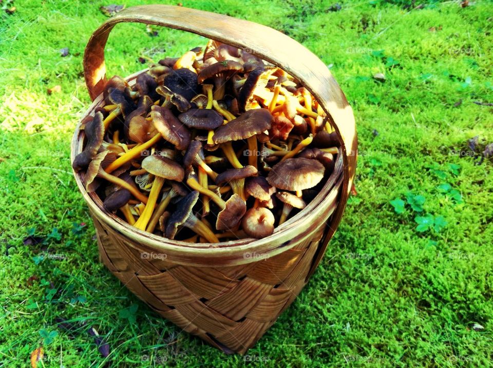 Basket with funnel chanterelles in forest in fall.