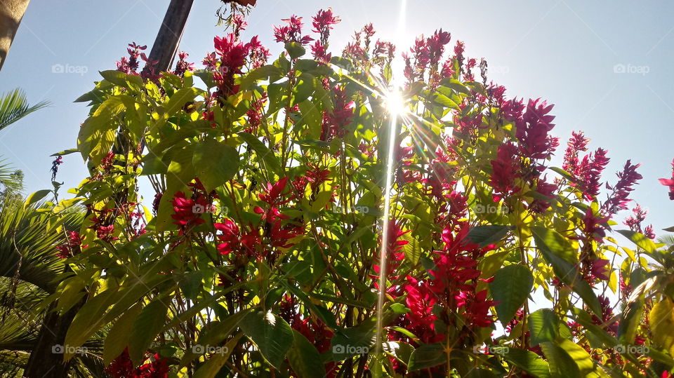 Megakepasma erythrochlamys ou Capote vermelho é um arbusto pertencente a família botânica