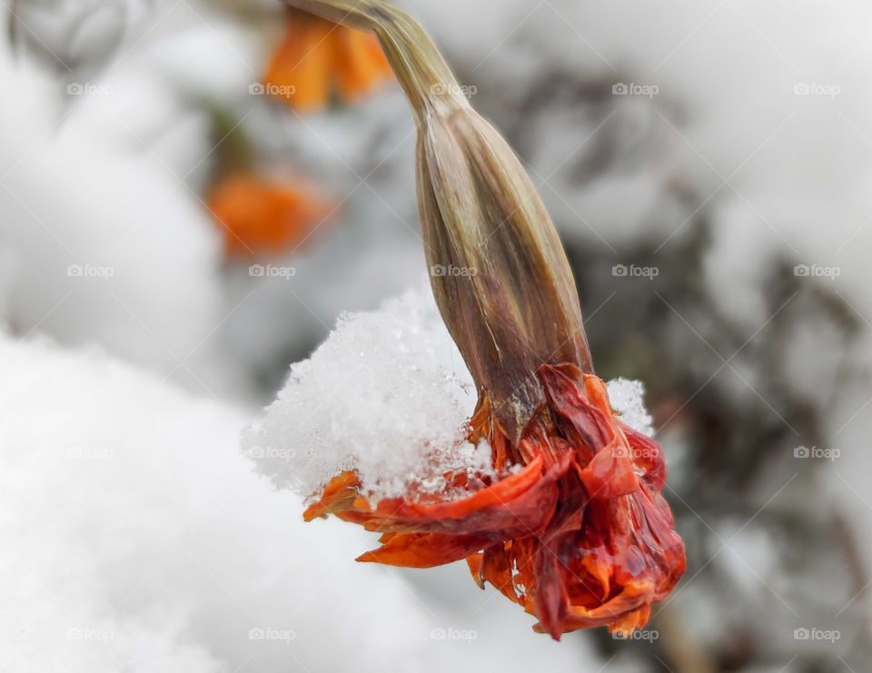A flower in snow