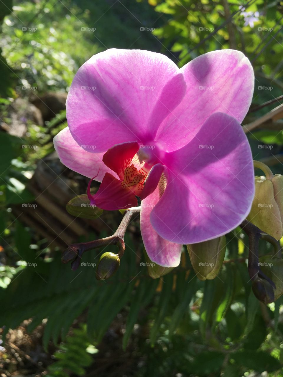 Pink Orchid bloom