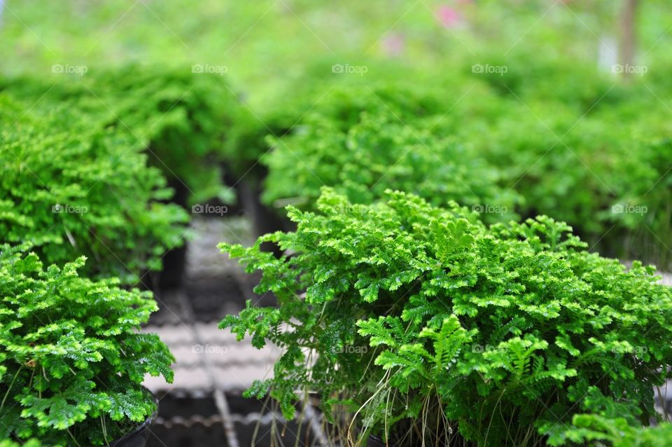 Little ferns in pots texture. The Selaginella in pots. Fern leaves texture.