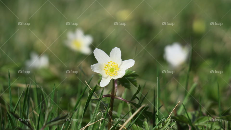 Wood anemone