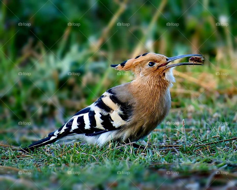 Close up on a Hoopoe holding a chafer in the forest of Locmariaquer