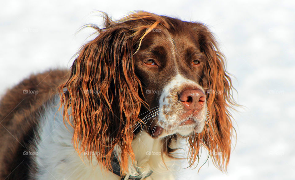 Head shot of a chestnut and white spaniel on a beautiful and sunny winter day at the dog park. The dog was super friendly and wanted to play with all the pups.