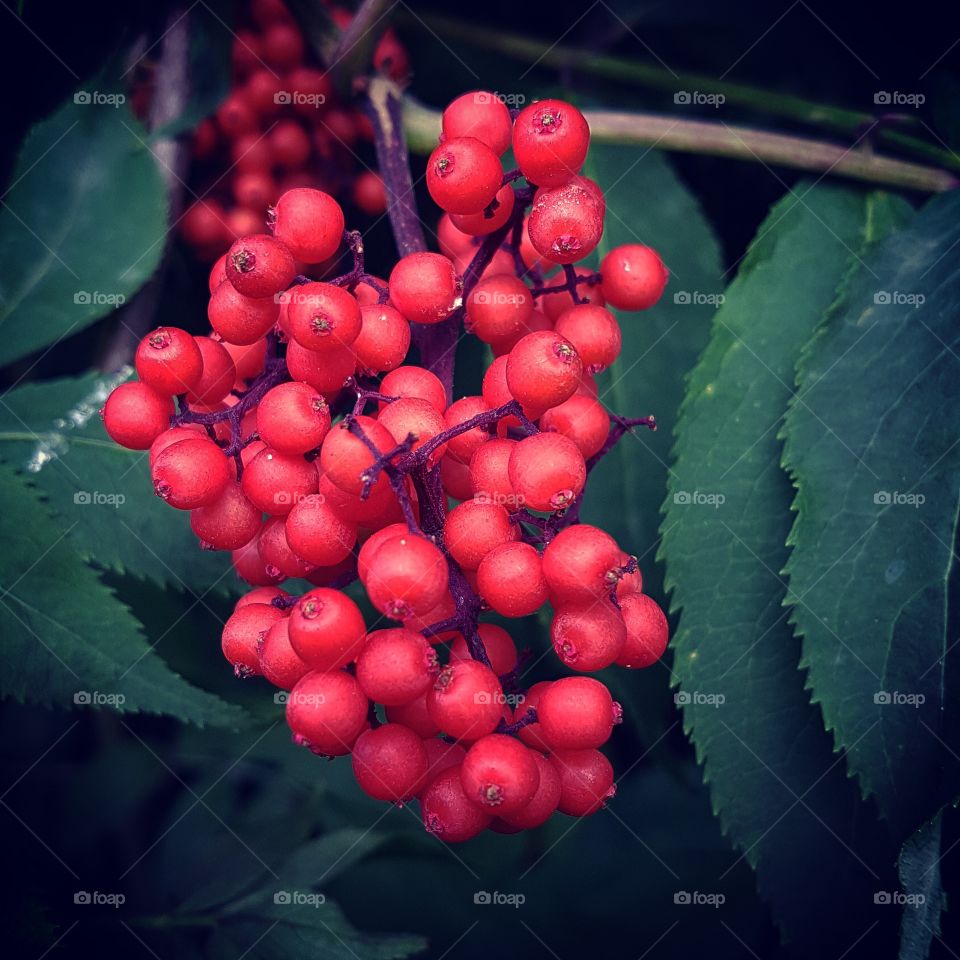 Autumn berries. 