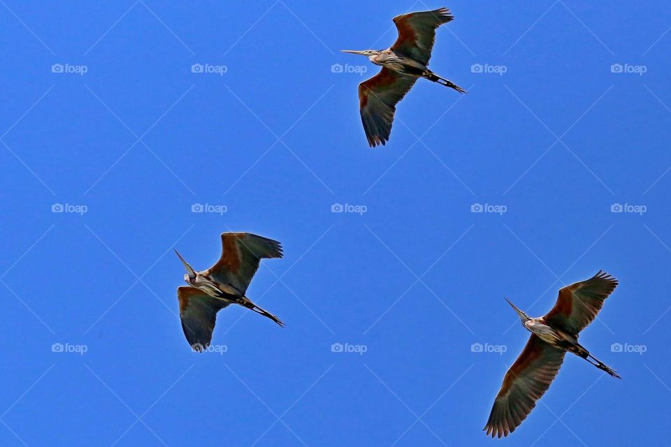 Purple heron flying in sky