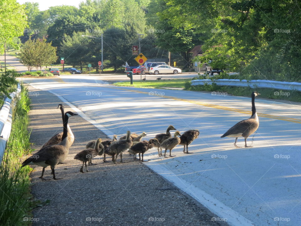 Geese escort goslings across a road.