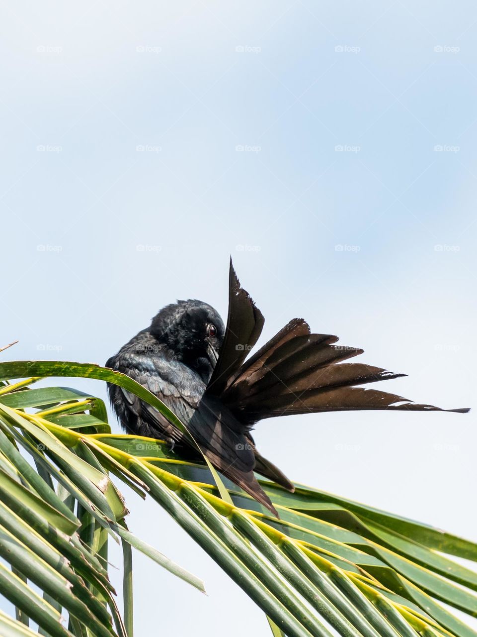 Black Drongo