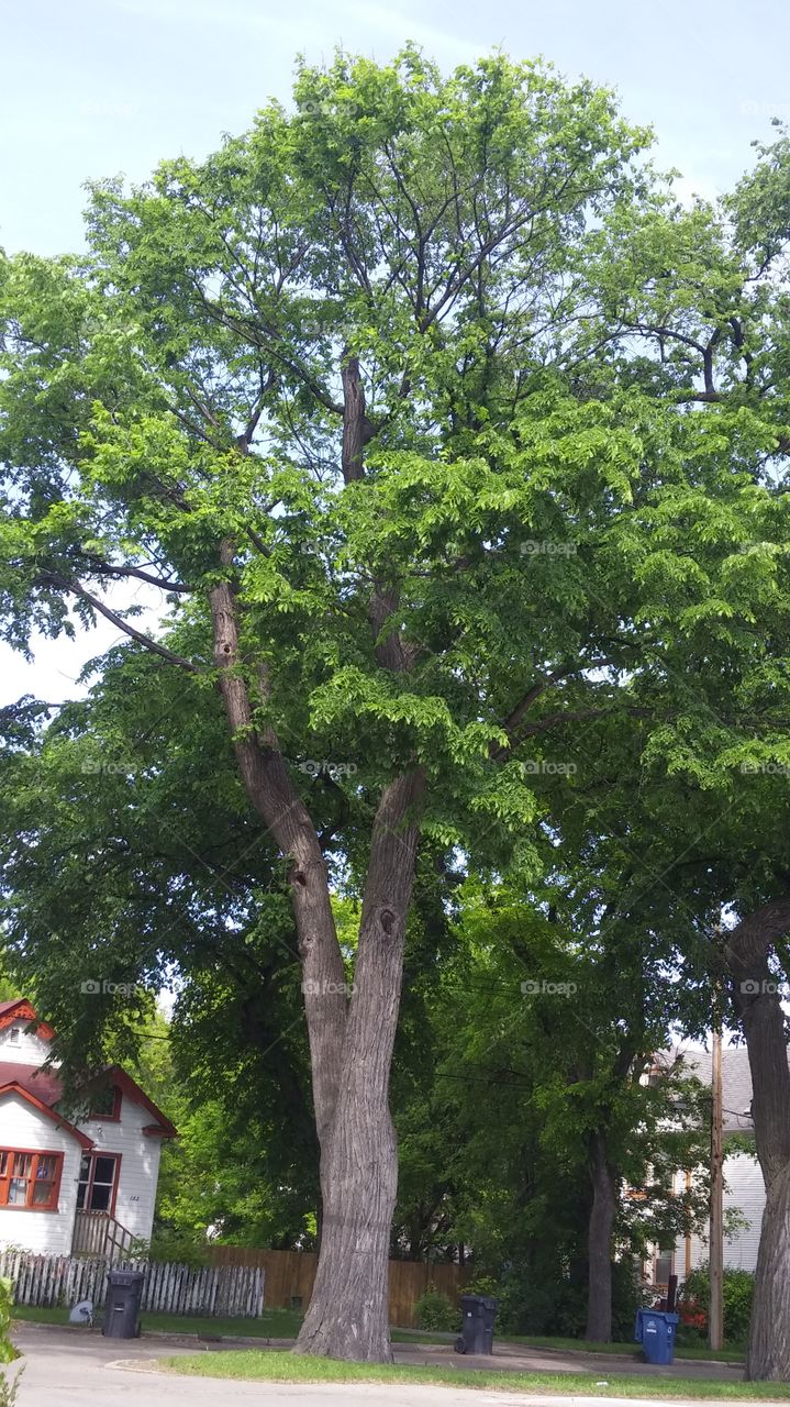 tree