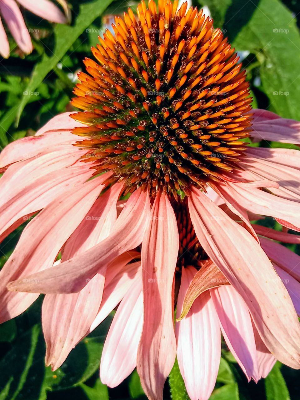 Daisy of a different color