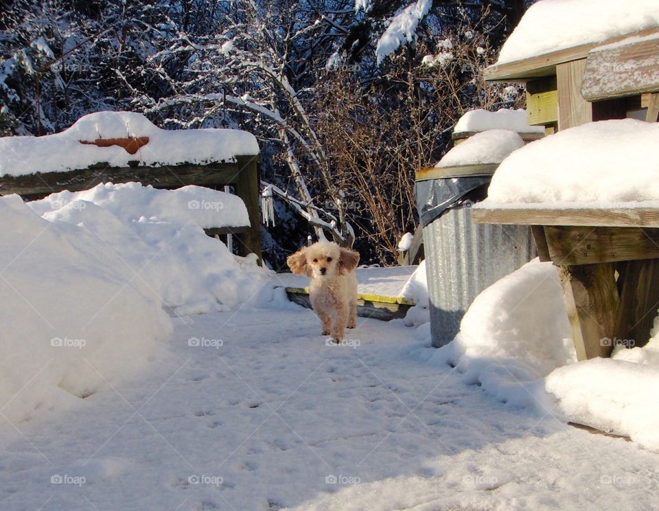 My eyes are the camera watching my dog as I hold the door open for him running in!