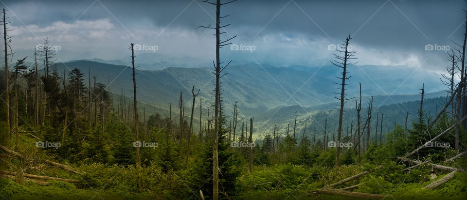nature forest mountains scenic view by bushler14