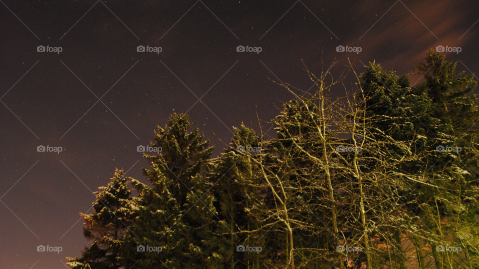 Tree, No Person, Landscape, Moon, Dawn