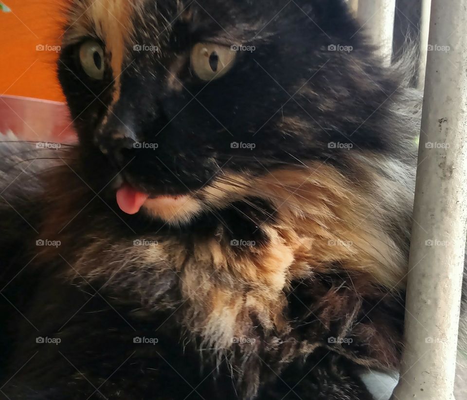 Lovely kitten showing tongue 😻😸😜😋