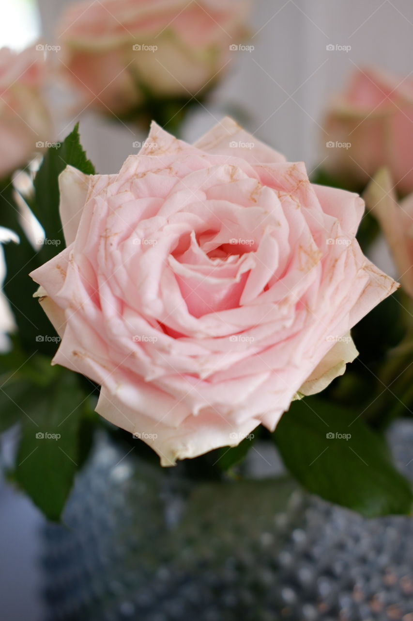 Soft pink roses 