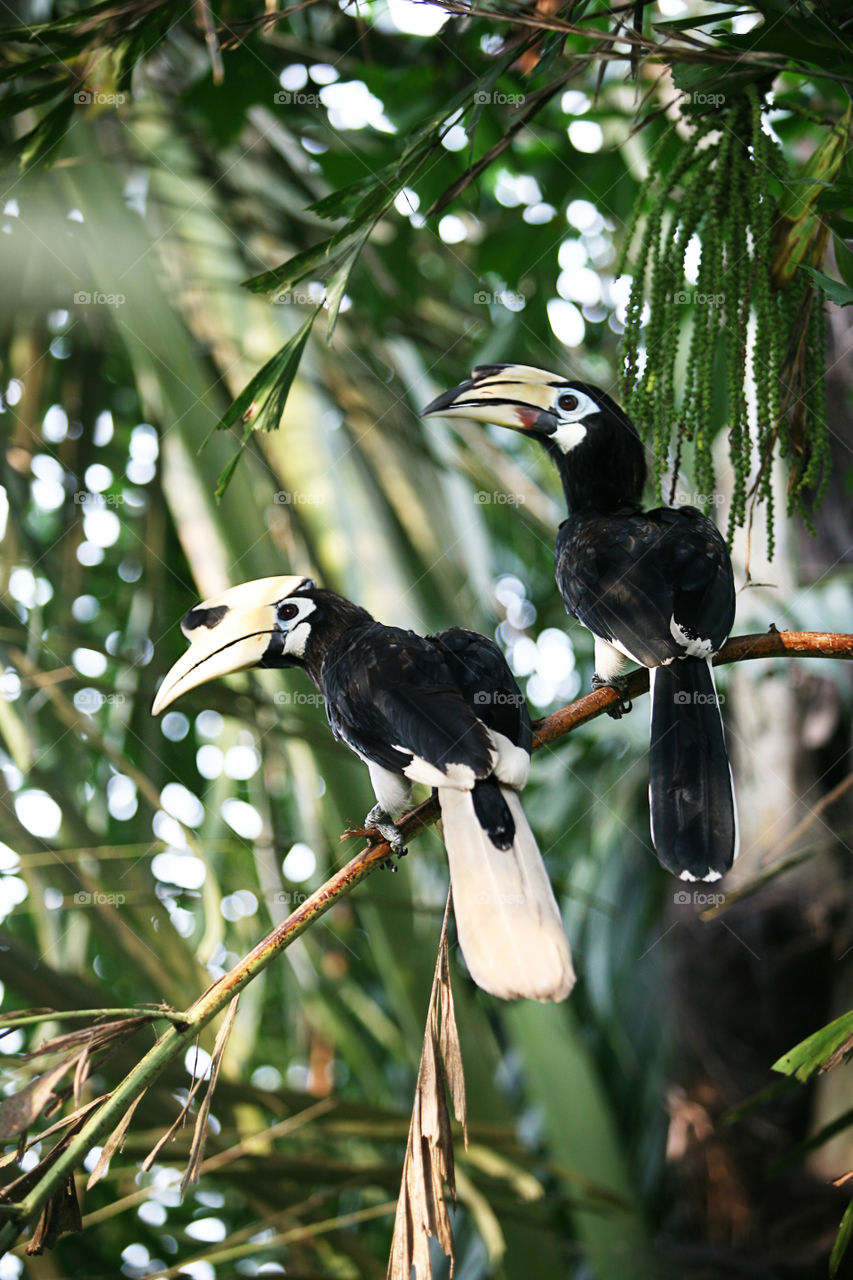 Oriental Pied hornbill. Anthracoceros albirostris