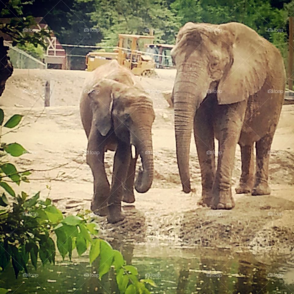 Elephants at the Pittsburgh Zoo