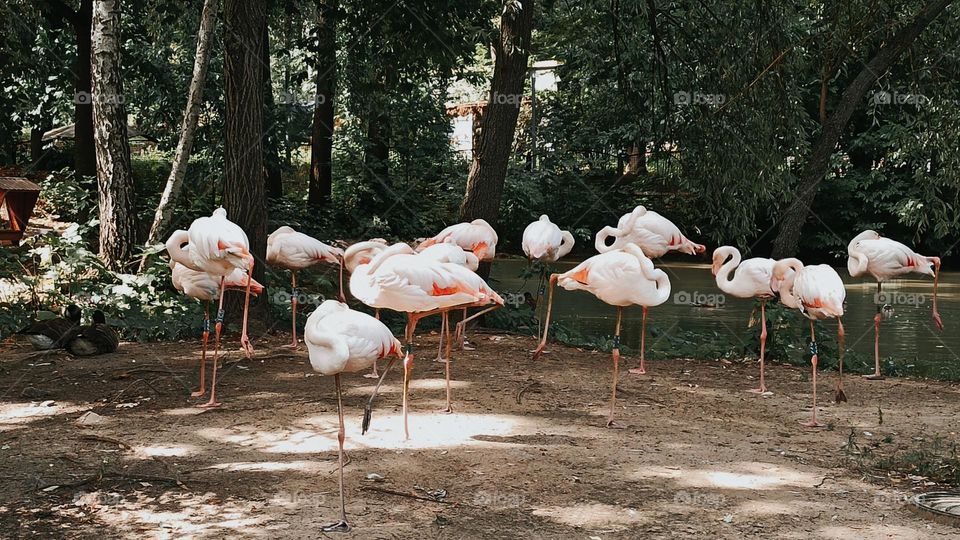 flamingos in the sun
