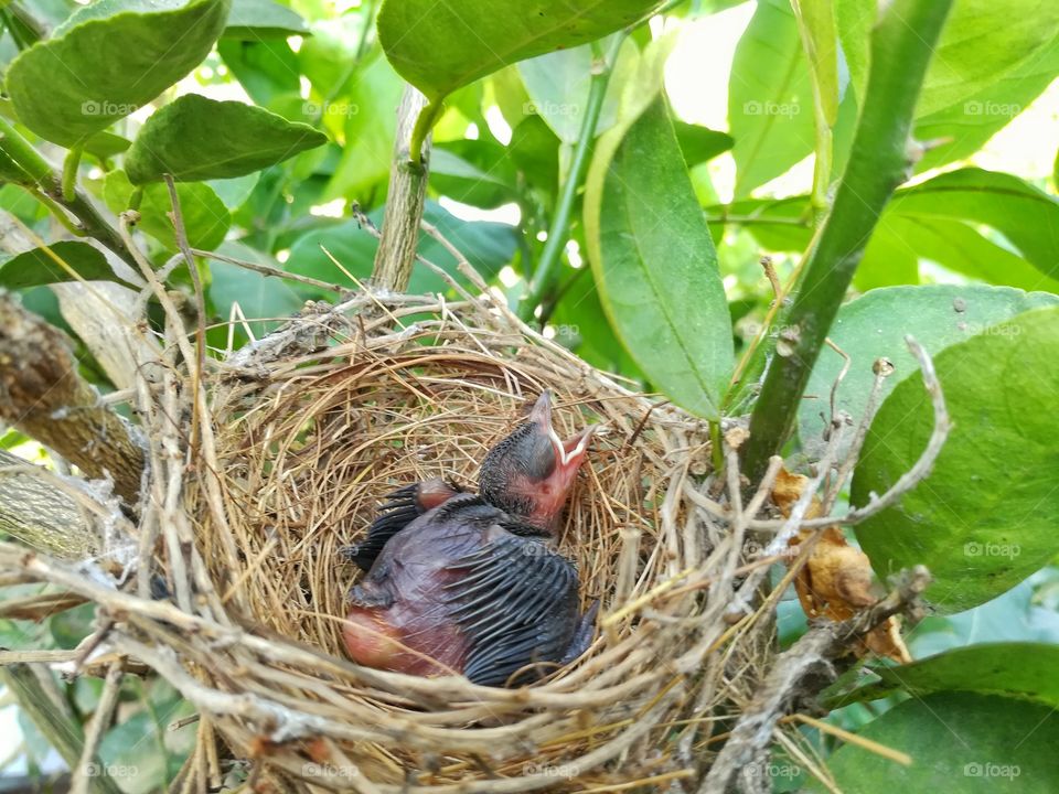 New born bird in the nest.