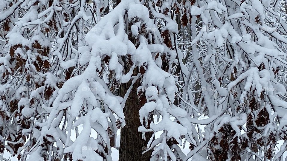 beautiful snow tree