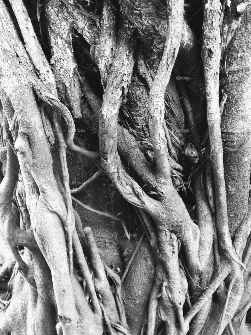 Banyan tree roots