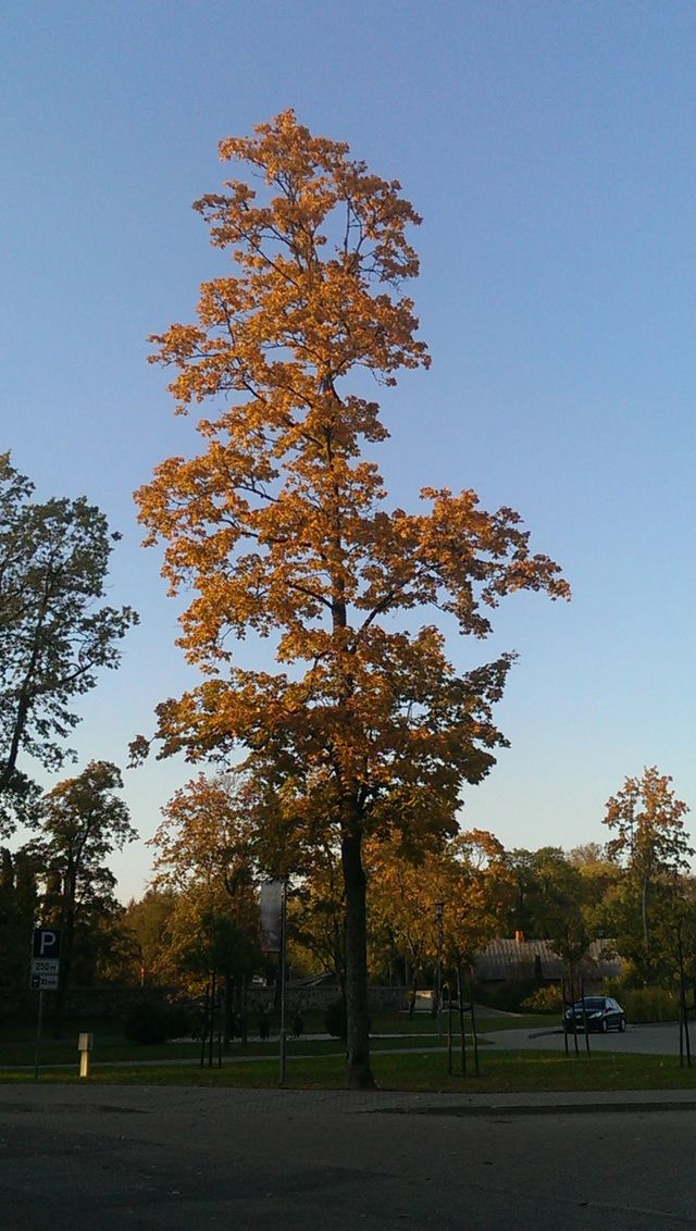 Autumn is coming