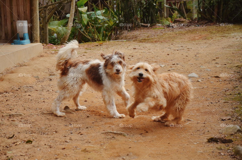 Stray dogs playing