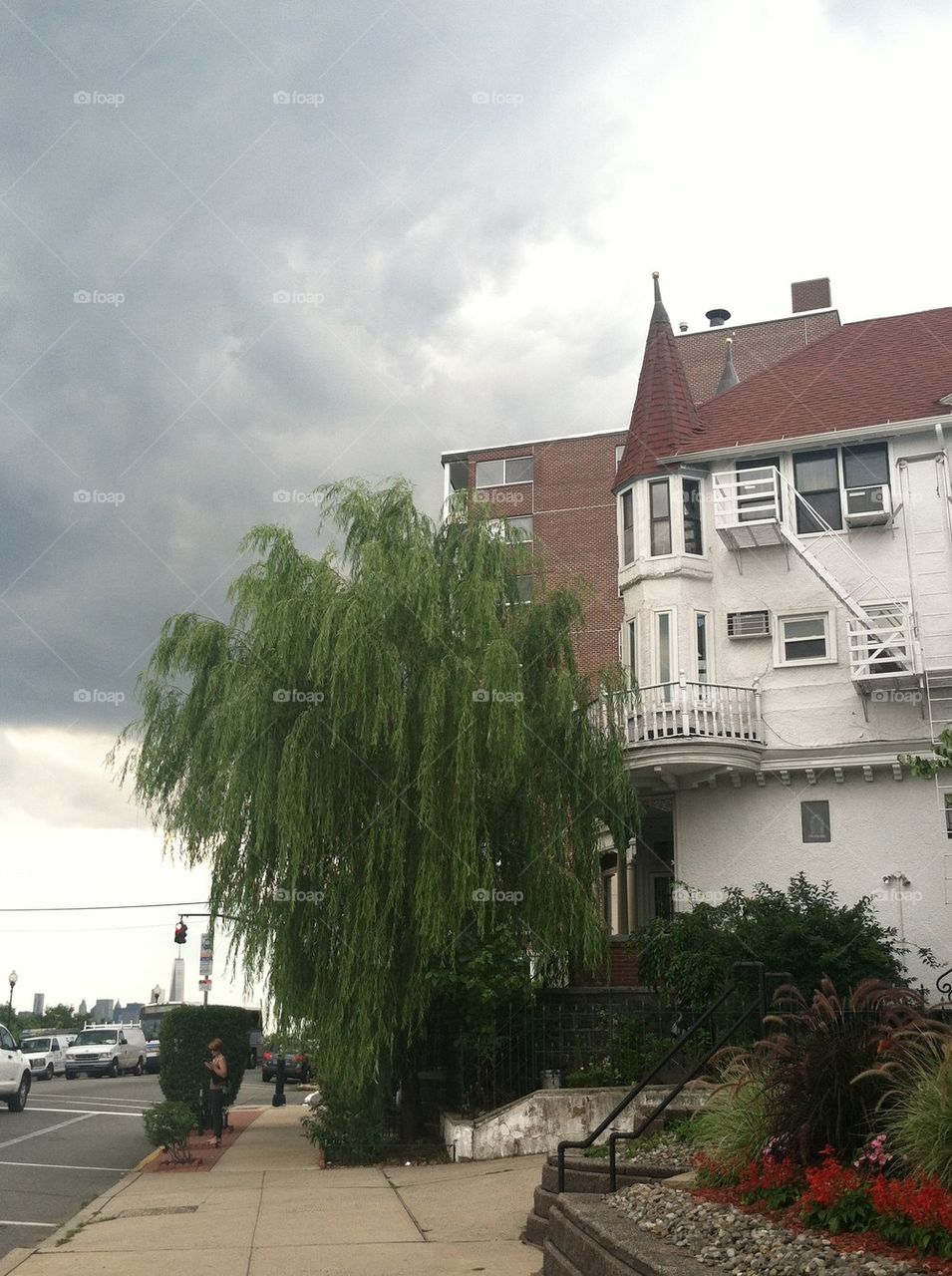 Dark sky large tree urban