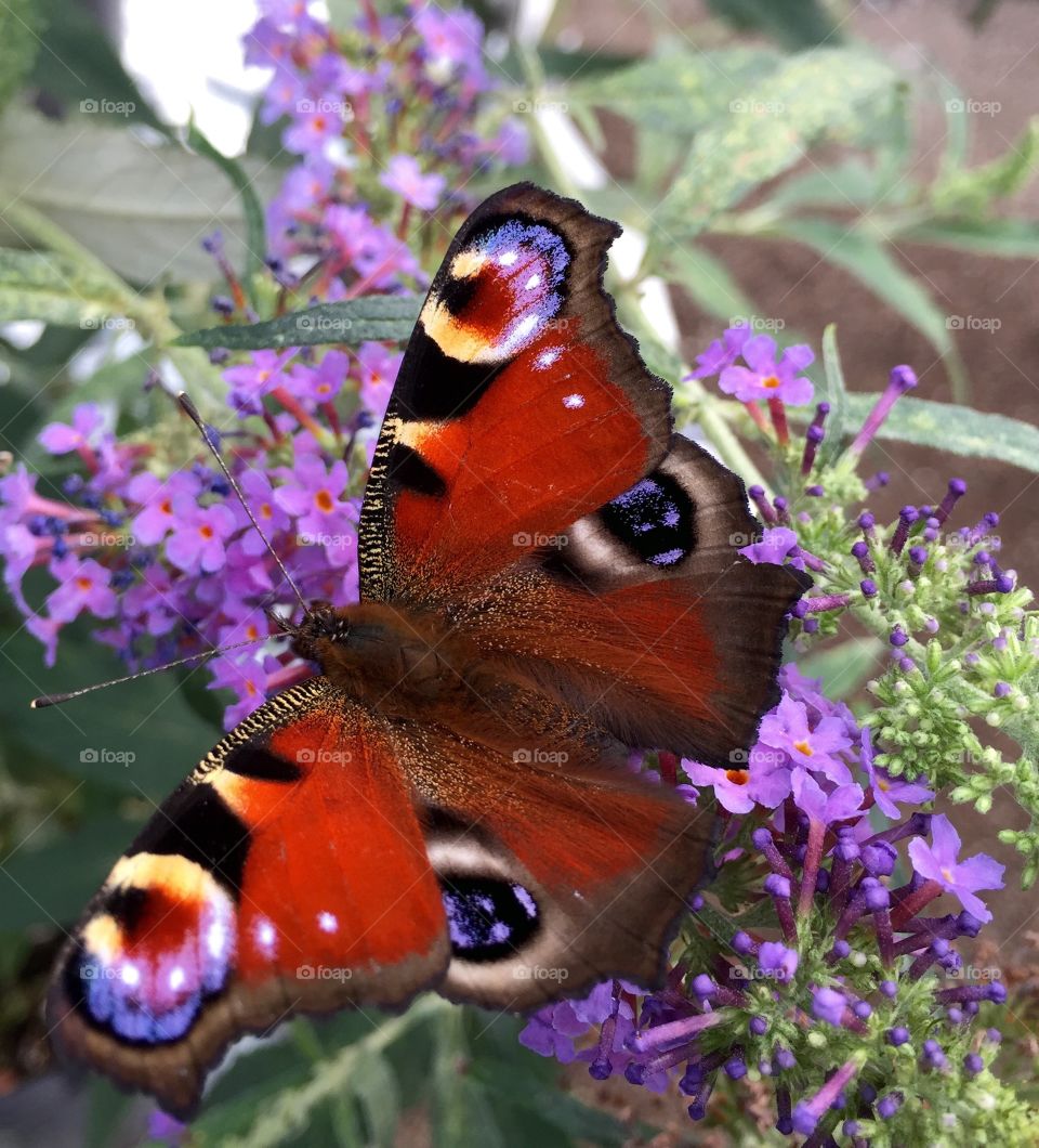 butterfly