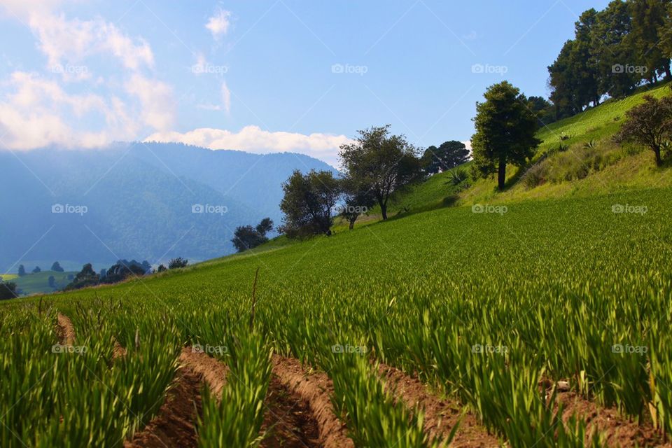 Harvest field on a landslide mountain