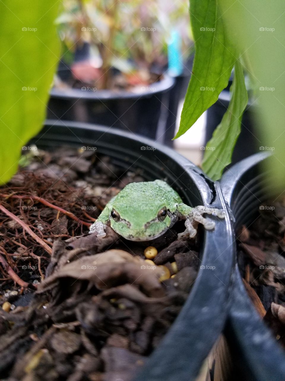 Little Tree Frog