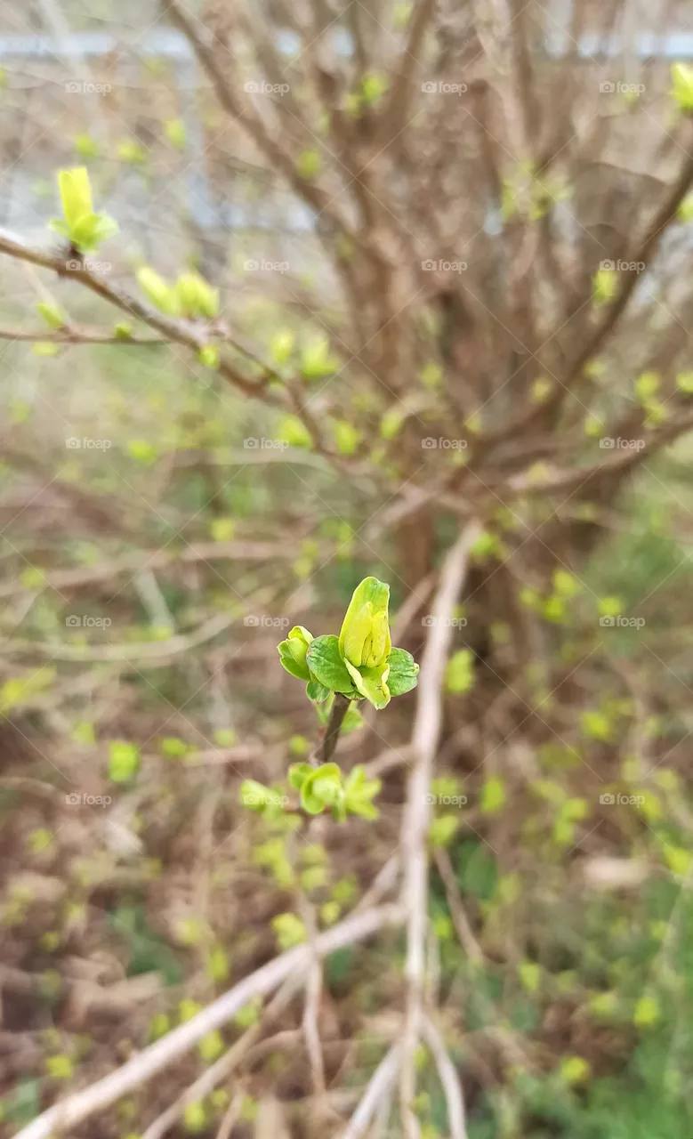 signs of spring