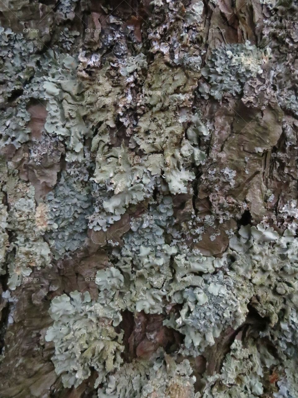 Abstract bark