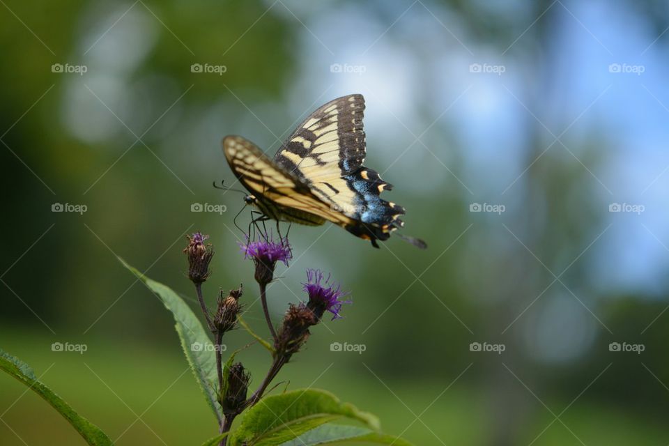 Yellow Swallowtail Butterfly on Purple Flower