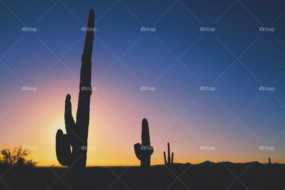 Arizona