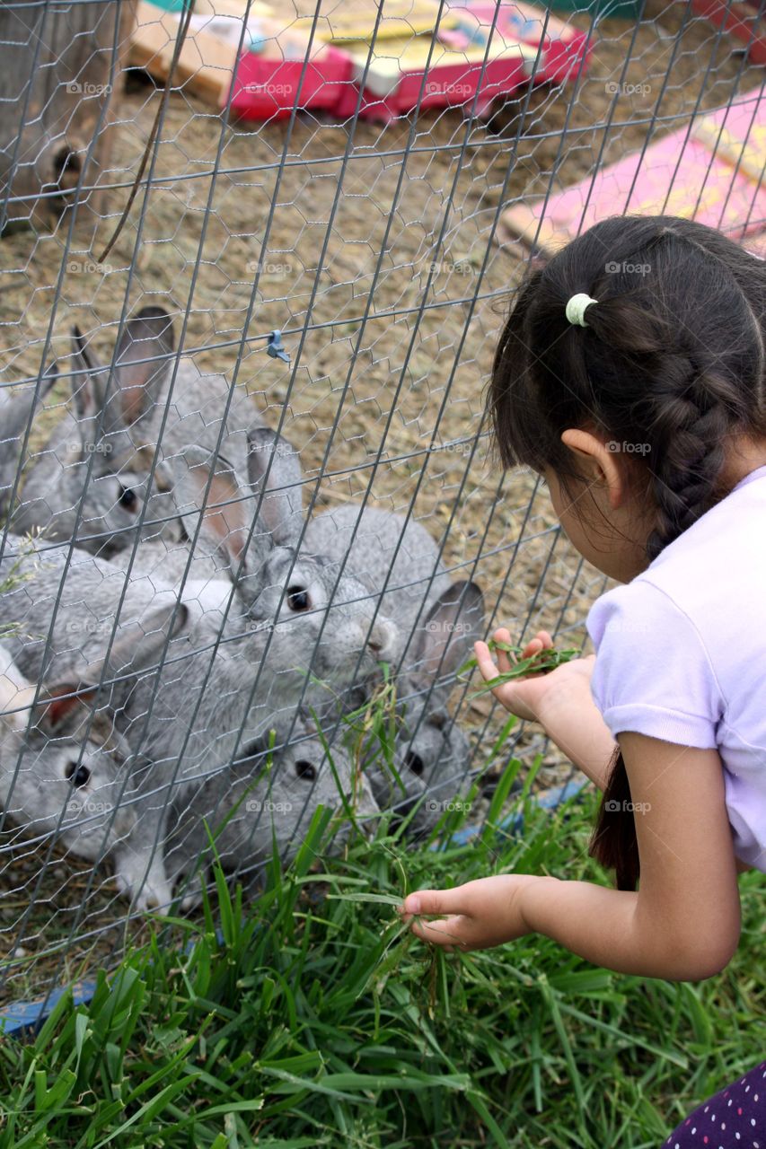 Cute girl feeding rabbits