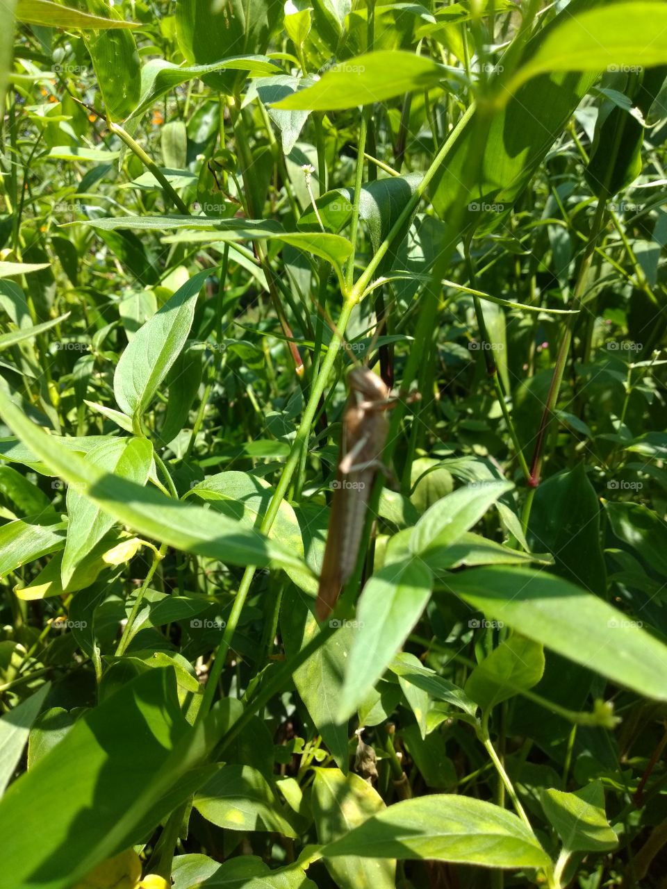 bem vindo foap natureza