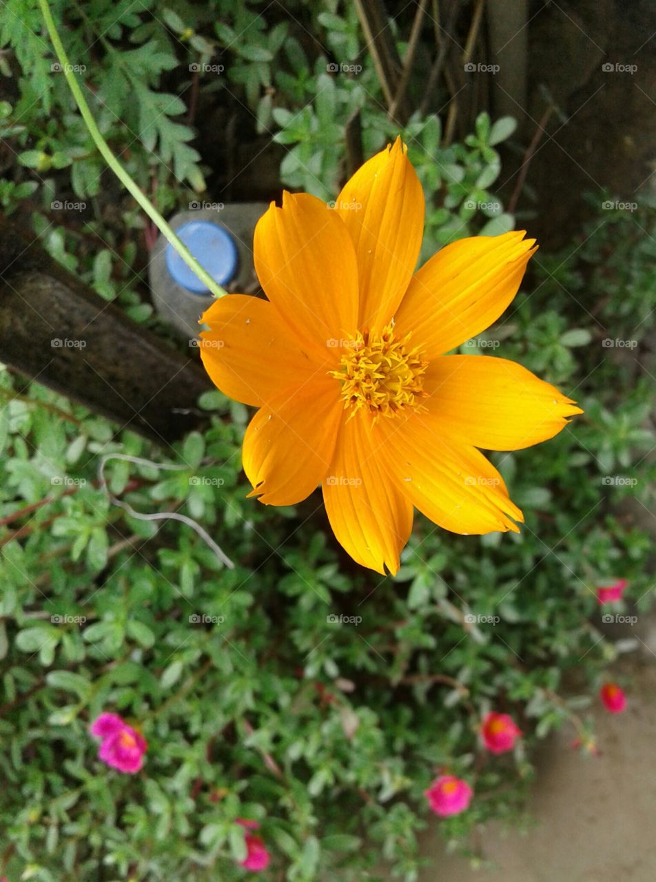 Flower