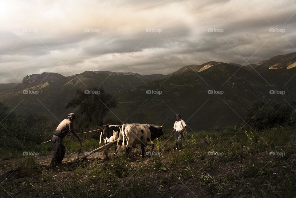 Plow with bulls in the field 