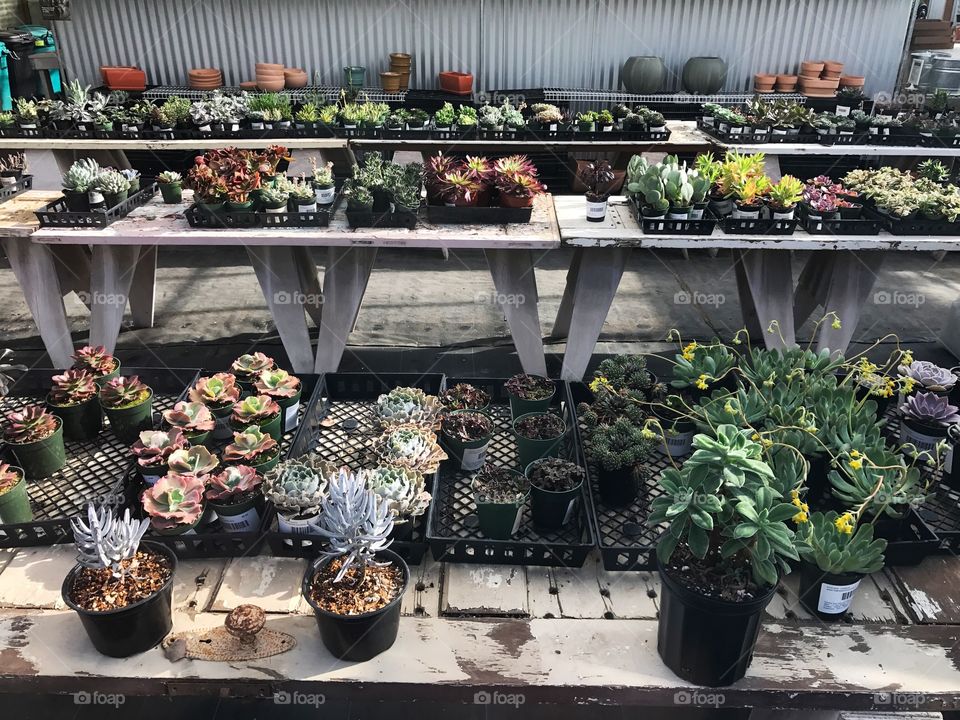 Succulents on display 