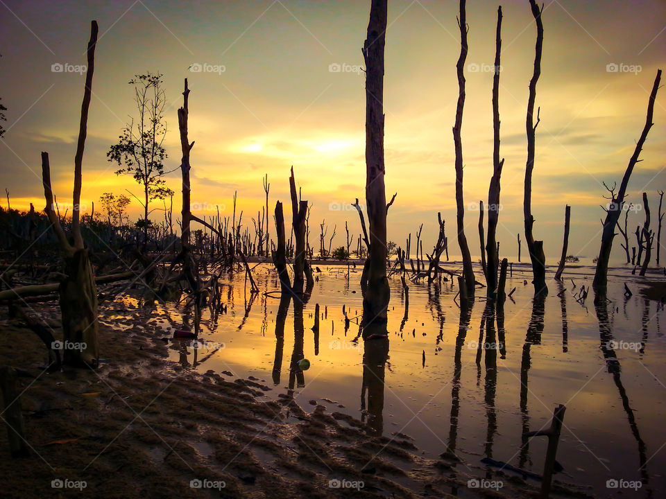 Sunset at the beach with mangroves plants, low tide at dusk, golden sunset at the beach