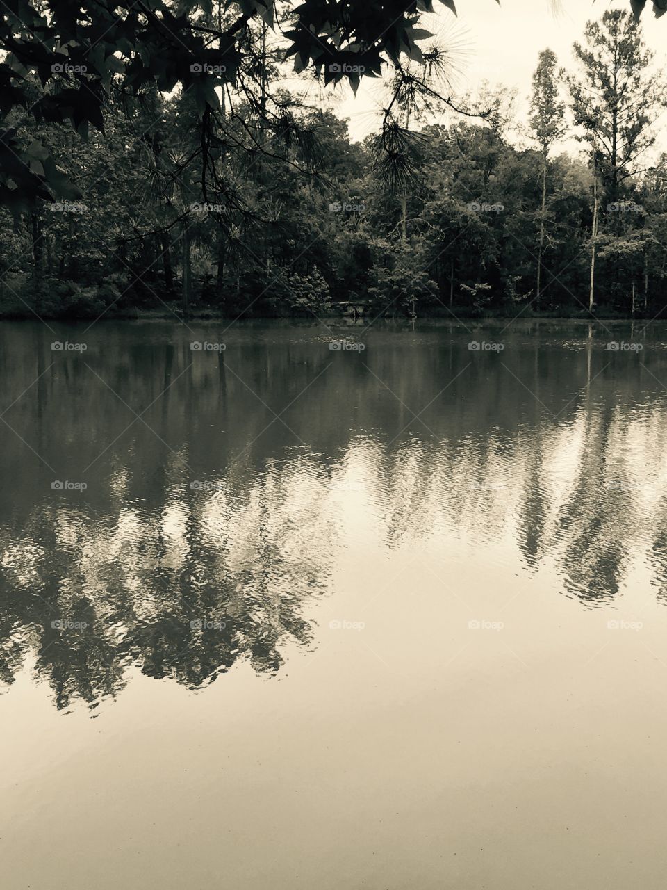 Body of water with trees reflecting  in it.