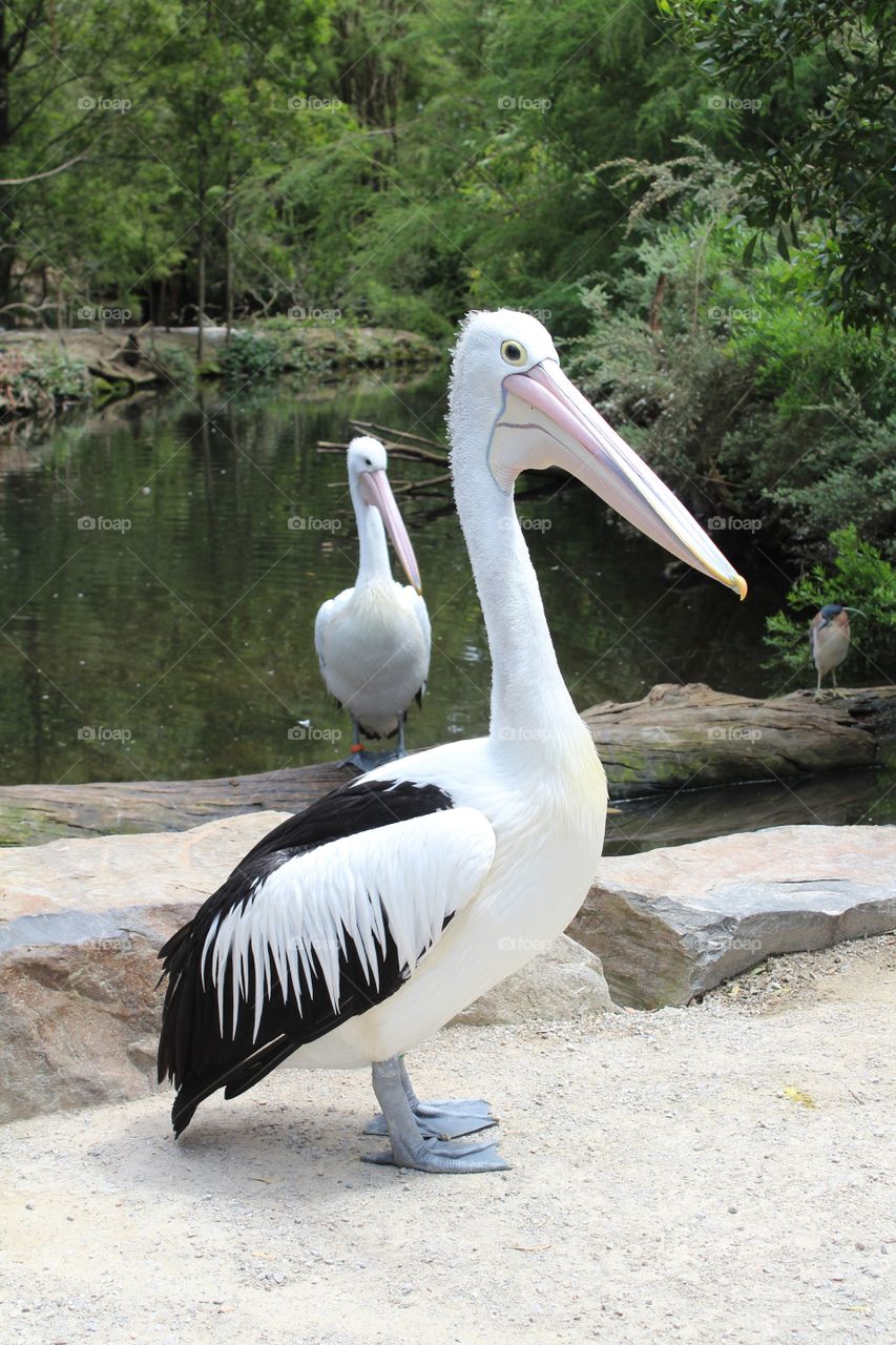 Pelicans posing for photo in the afternoon