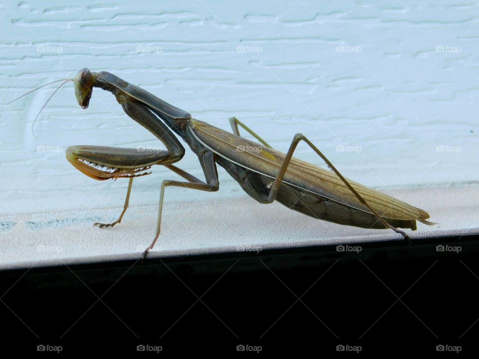 grass hopper insect bug green praying mantis
