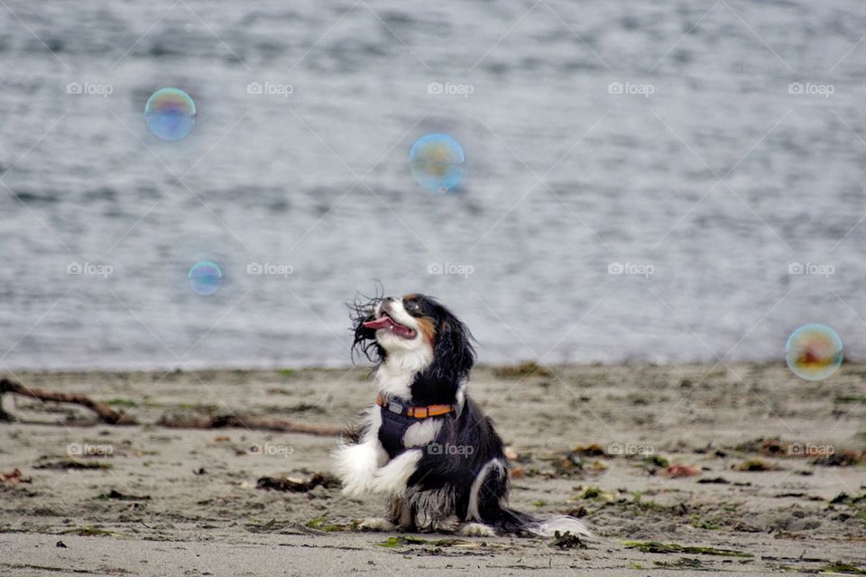 Dog catching bubbles