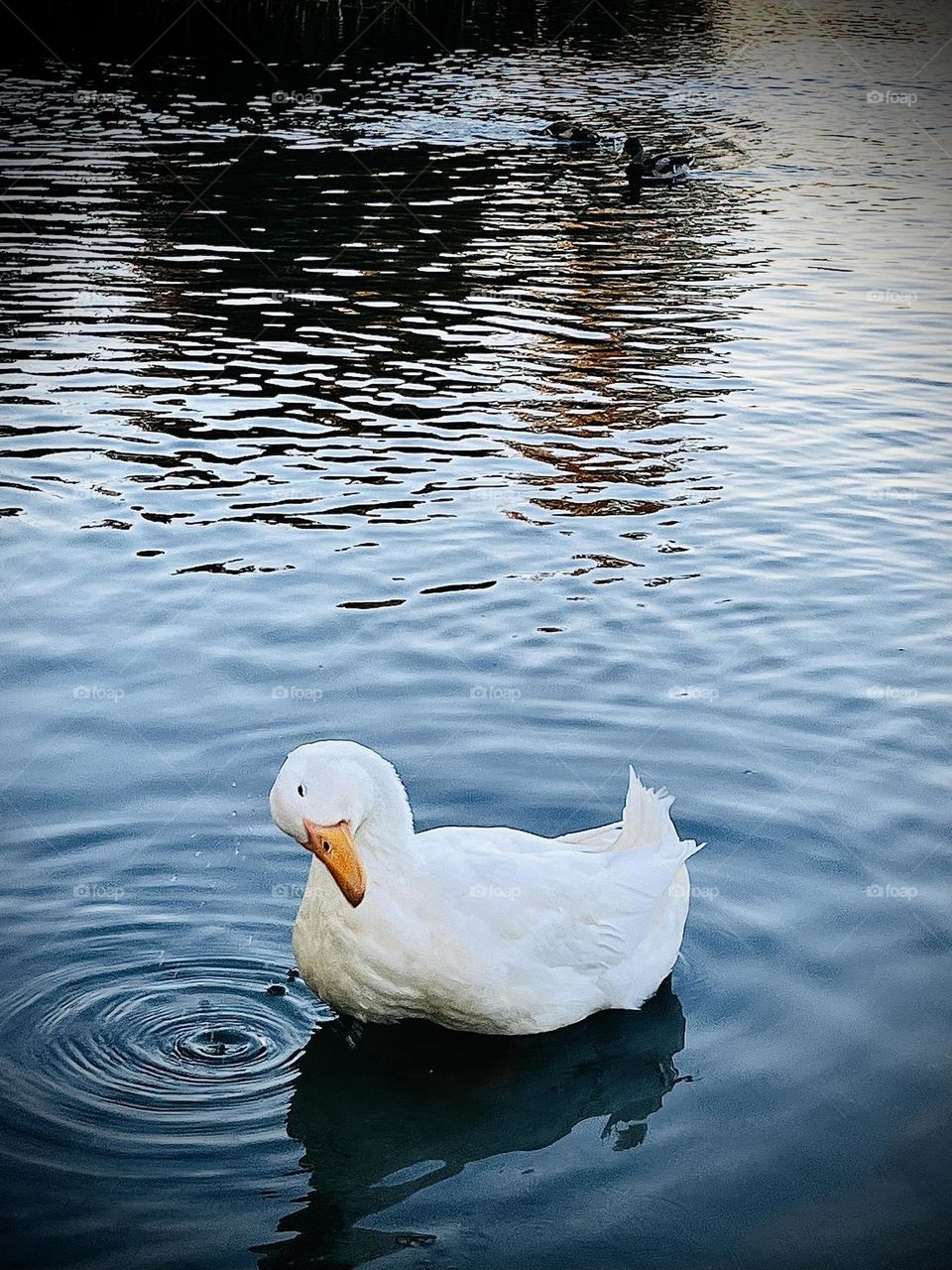 Duck in Pond