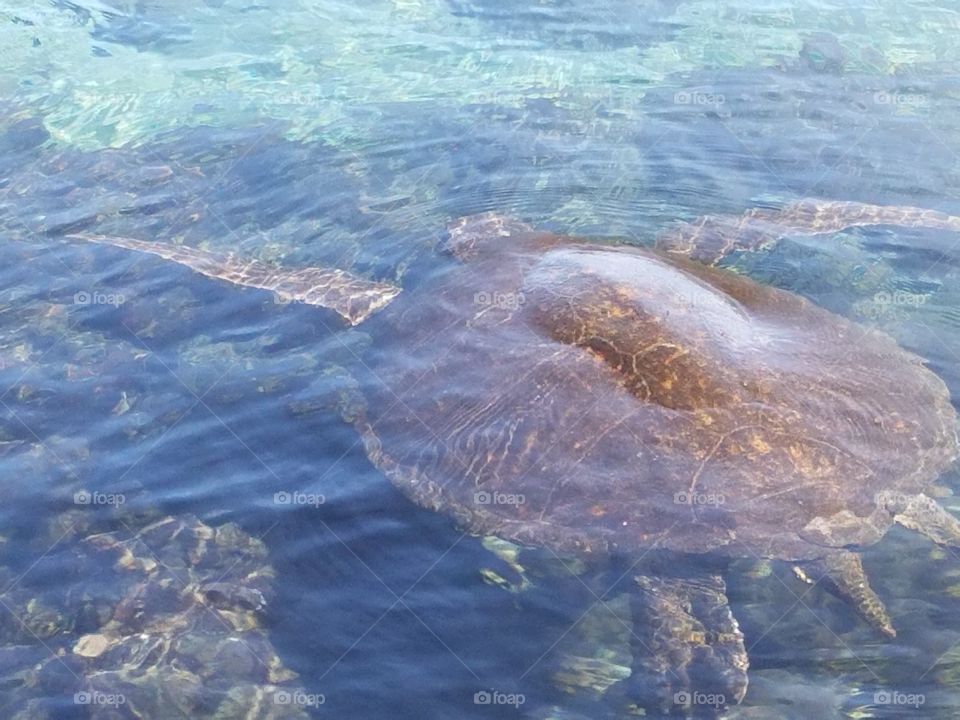 Oldest creature on earth,Hawaiian Green Sea Turtle, also know as Honu. Happy Honu!