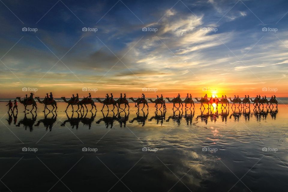 Row of camels reflected on beach at sunset